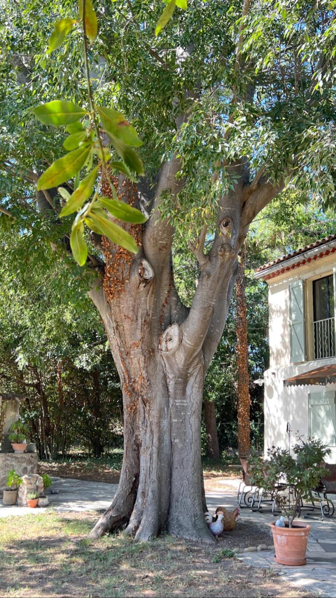 Alpilles Camargue Mas Falabrego Raphele Exterior foto